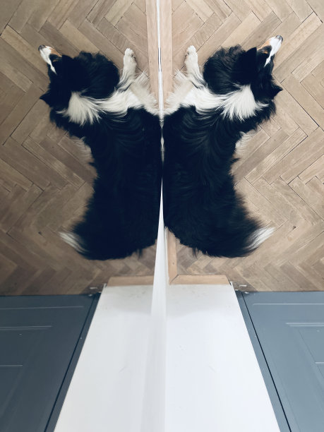 镜子里的喜乐蒂牧羊犬图片下载