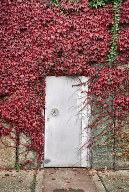 掩体的铁门上爬满了秋天的藤本植物/常春藤图片下载