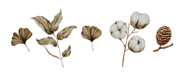 由棉、叶和球果组成图片下载