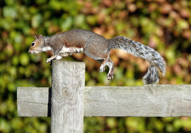 一只灰色的松鼠跳上木栅栏，背景是散焦的秋叶。图片下载