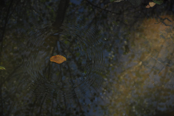 秋叶上的水。图片下载