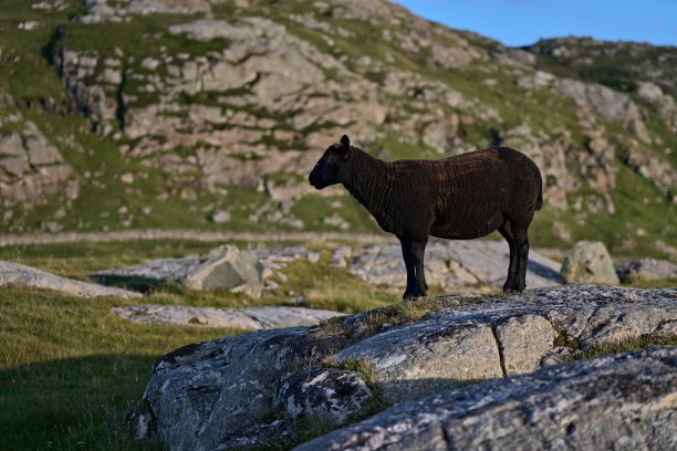 一只黑色的绵羊站在岩石上，望着傍晚的太阳图片下载