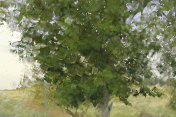 雨中透过湿玻璃看到的树图片下载