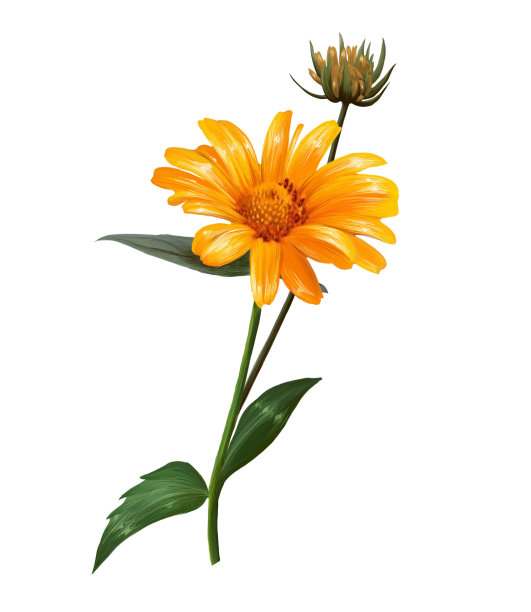 紫菀花插图在白色背景图片下载