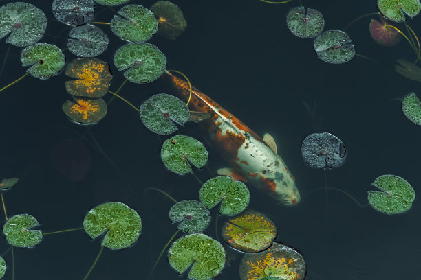 鲤鱼在湖中与水生植物一起游泳图片下载