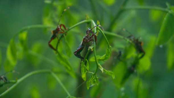 一群昆虫栖息在森林中央一片沾着露珠的树叶上图片下载