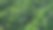 大白菜栽培栽培——有机蔬菜栽培图片下载