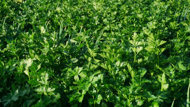 种植园里的芹菜图片下载