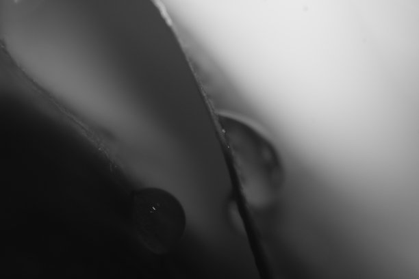 玫瑰花瓣的照片与水滴在单色的深褐色色调图片下载