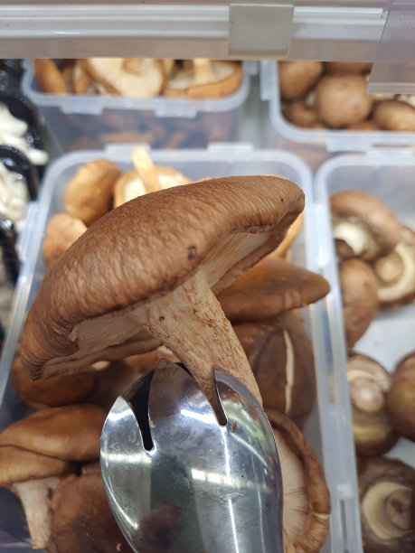 香菇(香菇)图片下载