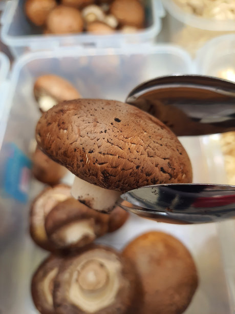 什么新鲜的蘑菇。图片下载