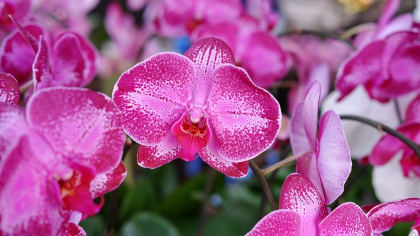 蝴蝶兰，蝴蝶兰，月兰，飞蛾兰。图片下载