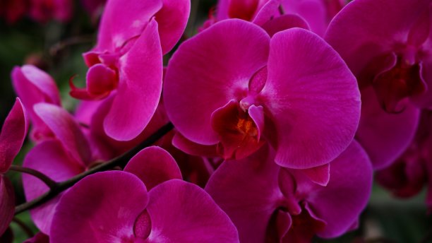 蝴蝶兰，蝴蝶兰，月兰，飞蛾兰。图片下载