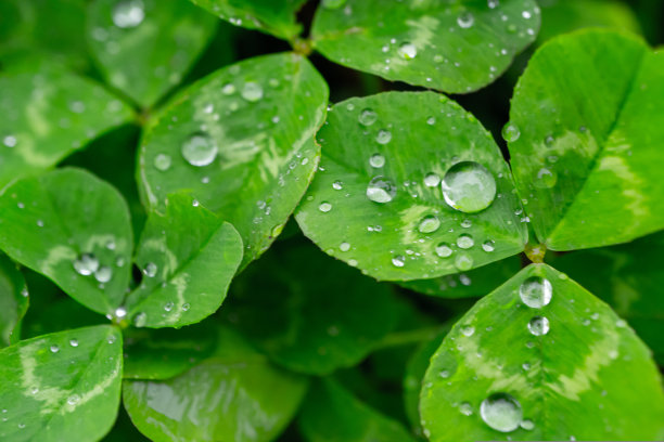 特写的绿色三叶草与潮湿的水露珠。雨中的爱尔兰三叶草图片下载