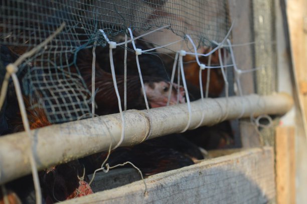 一只鸡在养鸡场的鸡笼里等待食物图片下载