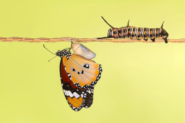 令人惊叹的时刻，大型热带蝴蝶和小绿色变色龙坐在夏季花园的花上。图片下载