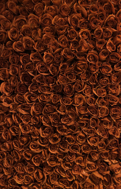 红玫瑰图片下载