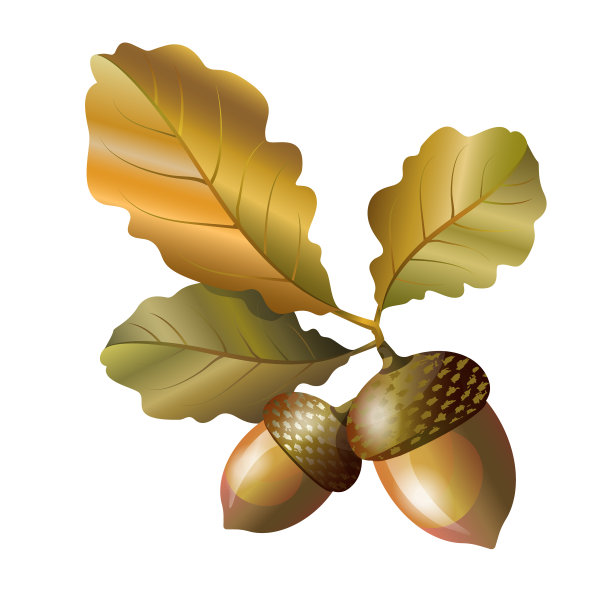 橡子和橡树叶。秋天的元素。矢量图图片下载