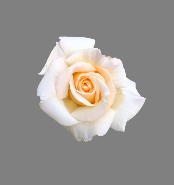 白玫瑰。美丽盛开的玫瑰孤立在灰色背景特写图片下载