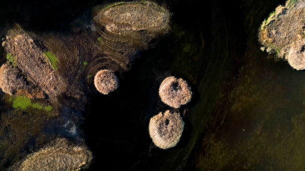 北加州野生动物保护区的湿地图片下载