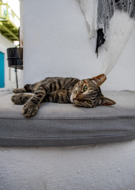 猫的米克诺斯图片下载