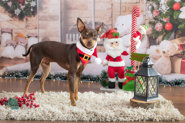 圣诞宠物2022棕色平舍犬与红色大手帕圣诞主题背景图片下载