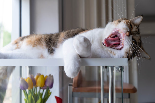 懒猫躺在玻璃柜上，她也在打哈欠图片下载