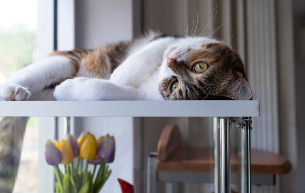 懒猫躺在玻璃柜上图片下载