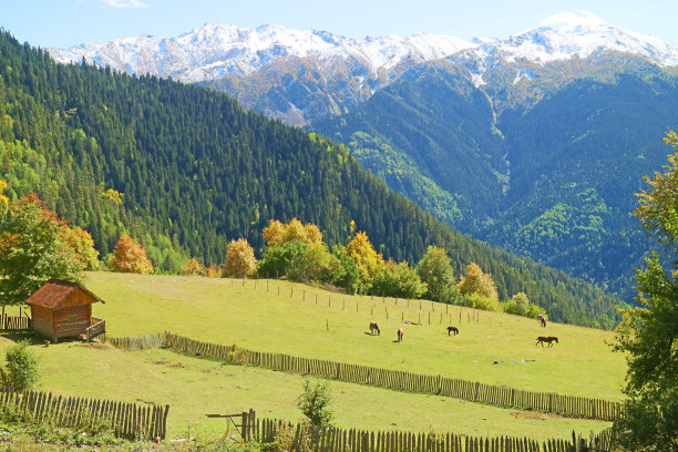 在格鲁吉亚斯瓦内蒂地区梅斯蒂亚镇的山间农场，一群马在草地上吃草图片下载