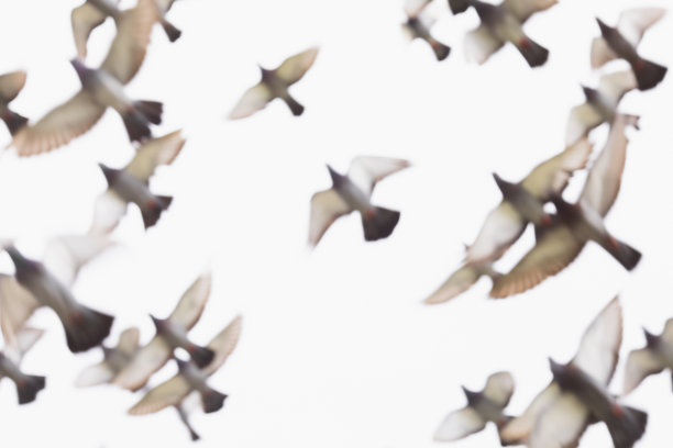 模糊飞翔的鸽子图片下载