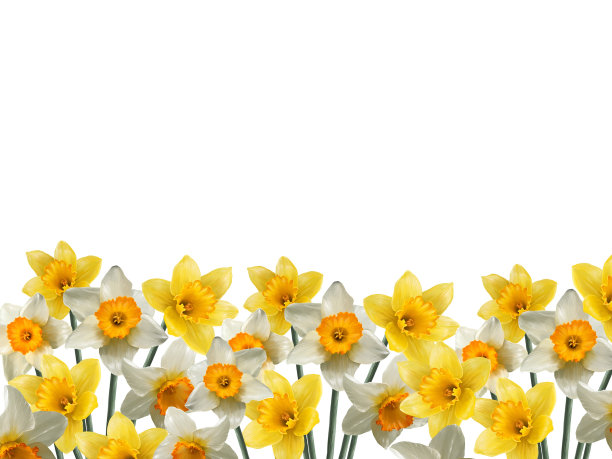 白色背景上盛开的水仙花，春天的墙纸图片下载