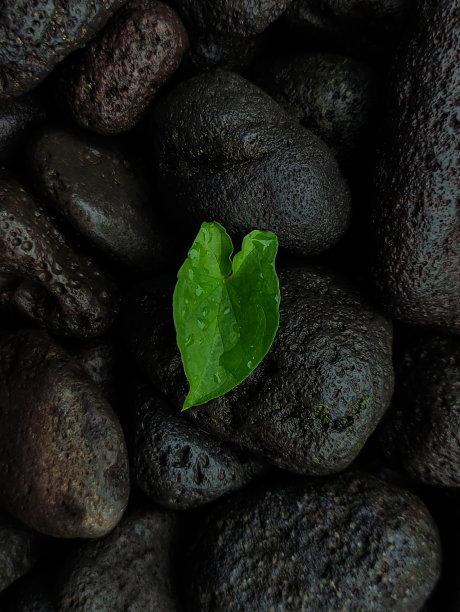 孤立的小植物图片下载