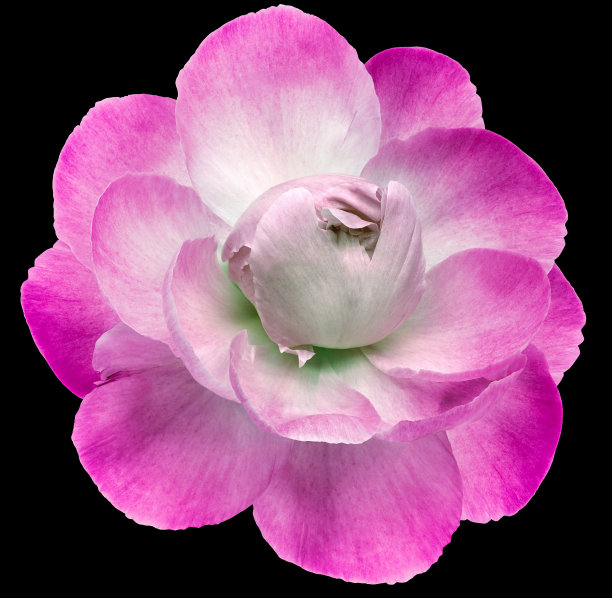粉红色牡丹孤立在黑色背景与修剪路径。特写镜头。为设计。大自然。图片下载