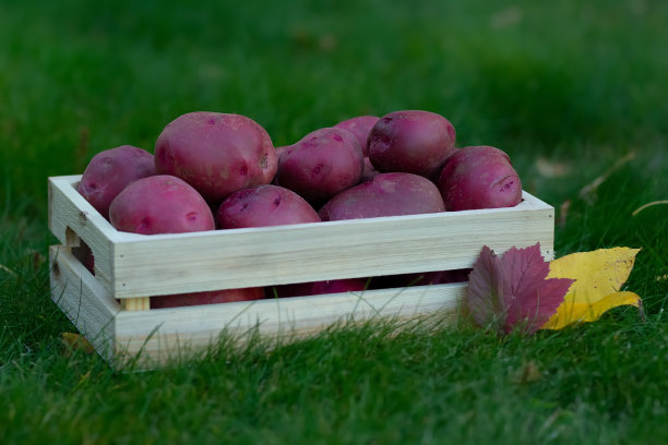 红红的土豆装在木条箱里，放在秋叶茵茵的草地上。图片下载