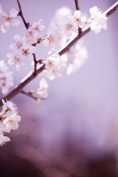 白色梅花与晨光素材图片