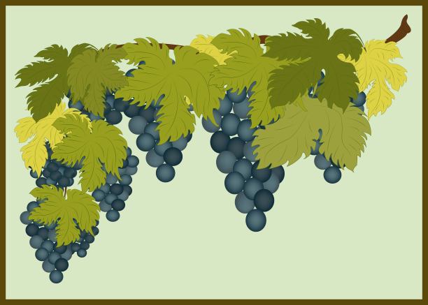 葡萄图片下载