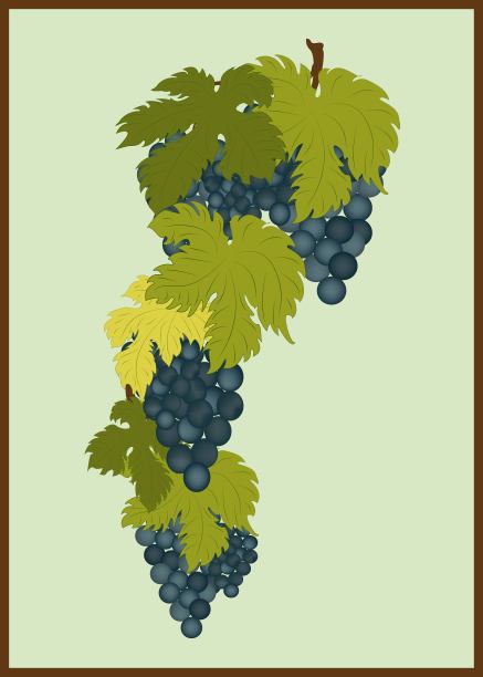 葡萄藤的程式化图形图像。图片下载