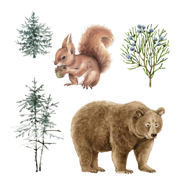 水彩集森林动物棕熊和松鼠，自然和植物。图片下载