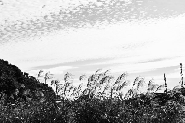 日本蒲苇。图片下载