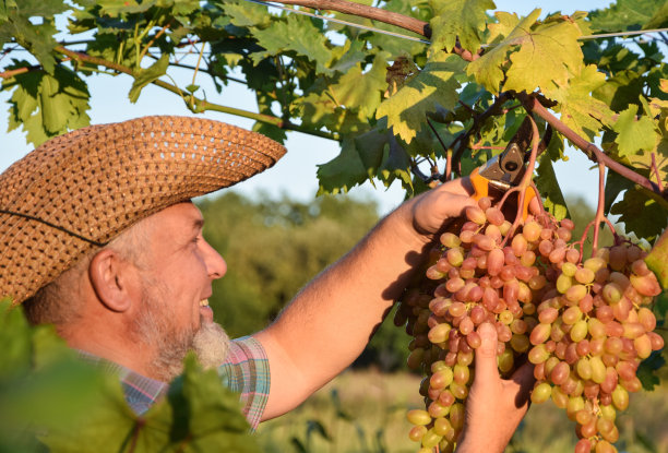 日落时分，酿酒师和葡萄园主在户外图片下载