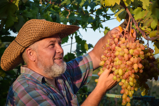 日落时分，酿酒师和葡萄园主在户外图片下载