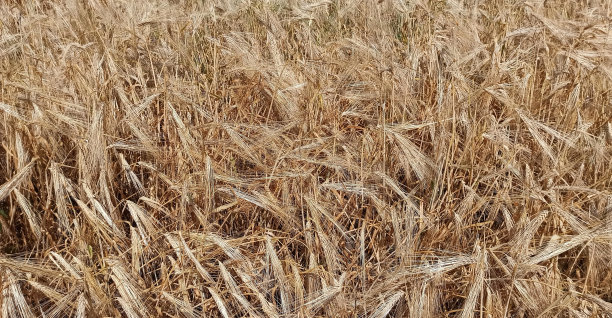 大麦。小穗田的背景。图片下载