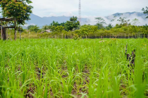 绿色作物生长在雨养的山上。库存图片图片下载
