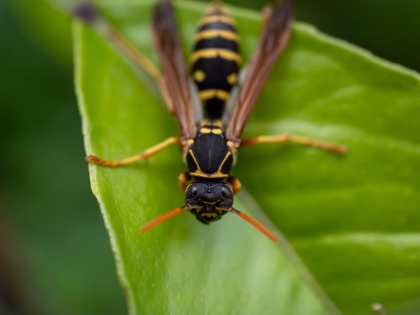 蜜蜂在柠檬叶子上图片下载