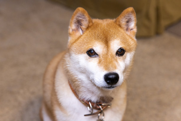 狗的特写肖像图片下载