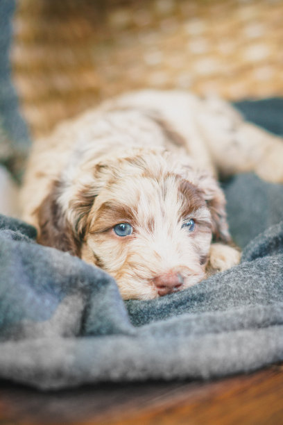 一只蓝眼睛的拉布拉多小狗躺在毯子上的垂直照片图片下载