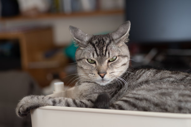 沉睡的猫图片下载