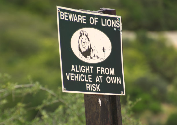 提防狮子。图片下载
