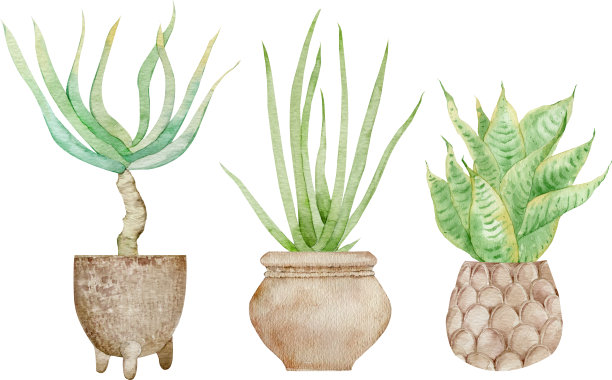 家庭盆栽绿色植物孤立在白色背景。水彩手绘套装插图。室内装饰。图片下载