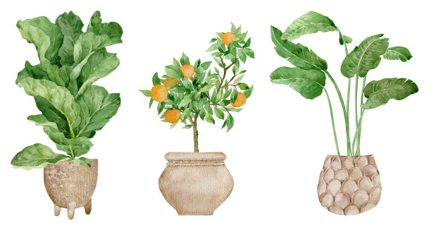 手工绘制的热带植物。现代优雅的家居装饰。水彩设计室内盆花。图片下载